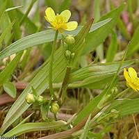 Attēlu rezultāti vaicājumam “Ranunculus flammula leaf”