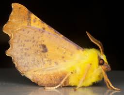 Attēlu rezultāti vaicājumam “Ennomos alniaria”