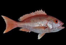 Image result for Lutjanus colorado