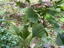 Attēlu rezultāti vaicājumam “Ginkgo biloba”