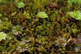 Attēlu rezultāti vaicājumam “Fissidens adianthoides”