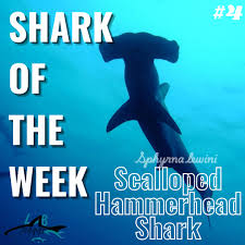 Image result for Sphyrna lewini