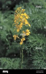 Attēlu rezultāti vaicājumam “Cruciferae”