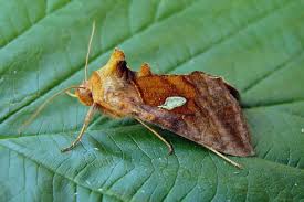 Attēlu rezultāti vaicājumam “Autographa excelsa”