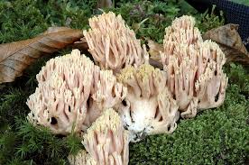 Attēlu rezultāti vaicājumam “Ramaria formosa”