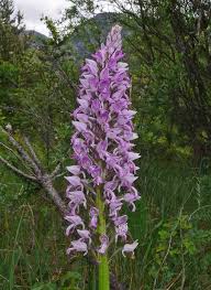 Attēlu rezultāti vaicājumam “Orchis militaris”