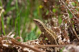 Attēlu rezultāti vaicājumam “Lacerta agilis female”