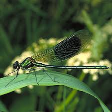 Attēlu rezultāti vaicājumam “Calopteryx splendens”