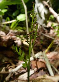 Attēlu rezultāti vaicājumam “Botrychium matricariifolium”