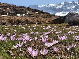 Attēlu rezultāti vaicājumam “Colchicaceae”
