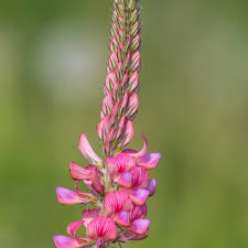 Image result for Onobrychis viciifolia