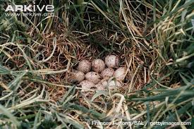 Attēlu rezultāti vaicājumam “Crex crex eggs”