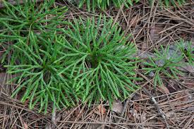 Attēlu rezultāti vaicājumam “Diphasium complanatum”