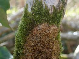 Attēlu rezultāti vaicājumam “Leskea polycarpa”