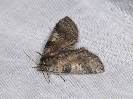 Attēlu rezultāti vaicājumam “Tethea or”