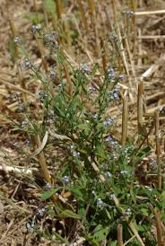 Attēlu rezultāti vaicājumam “Myosotis sparsiflora leaf”