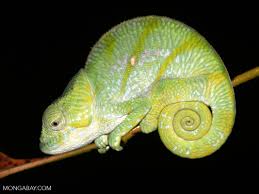 Attēlu rezultāti vaicājumam “Lycogala convexum young”