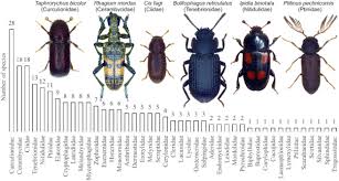 Attēlu rezultāti vaicājumam “Bolitophagus reticulatus larva”