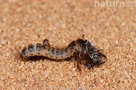 Attēlu rezultāti vaicājumam “Cicindela hybrida”