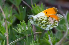 Attēlu rezultāti vaicājumam “Anthocharis cardamines underside”