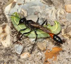 Attēlu rezultāti vaicājumam “Ammophila sp.”