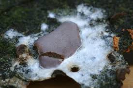 Attēlu rezultāti vaicājumam “Lycogala succineum”