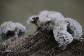 Attēlu rezultāti vaicājumam “Lycogala cf. fossiculatum sessile”