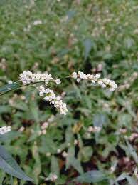 Attēlu rezultāti vaicājumam “Persicaria maculosa leaf”