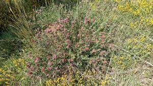 Attēlu rezultāti vaicājumam “Trifolium alpestre flower”