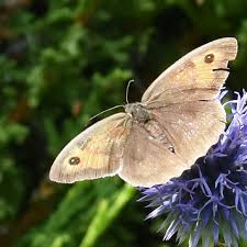 Attēlu rezultāti vaicājumam “Maniola jurtina male”