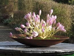 Image result for Herbstzeitlose