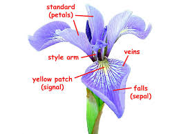 Image result for Iris