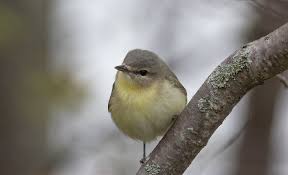 Image result for Vireo philadelphicus