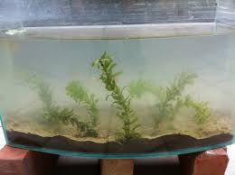 「水蘊草」的圖片搜尋結果