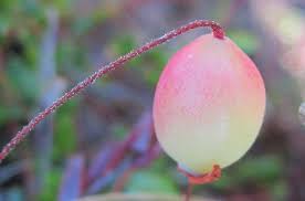 Attēlu rezultāti vaicājumam “Oxycoccus palustris fruit”