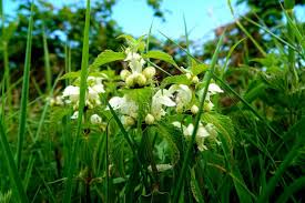 Attēlu rezultāti vaicājumam “Lamium album flower”