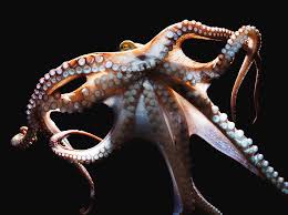Image result for Octopus vulgaris