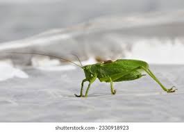 Attēlu rezultāti vaicājumam “Tettigonia cantans”