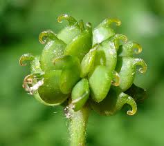 Attēlu rezultāti vaicājumam “Ranunculus lanuginosus bud”