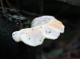 Attēlu rezultāti vaicājumam “Antrodiella faginea”