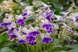 Image result for Streptocarpus
