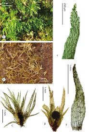 Attēlu rezultāti vaicājumam “Ephemerum serratum”