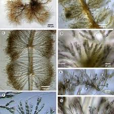 Attēlu rezultāti vaicājumam “Batrachospermum moniliforme”