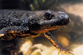 Attēlu rezultāti vaicājumam “Triturus cristatus”