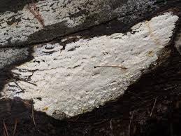 Attēlu rezultāti vaicājumam “Antrodia xantha”