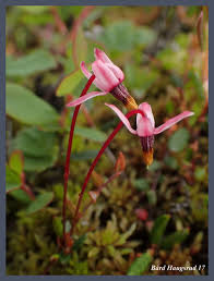 Attēlu rezultāti vaicājumam “Oxycoccus microcarpus”