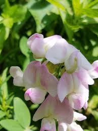Attēlu rezultāti vaicājumam “Lathyrus latifolius flower”
