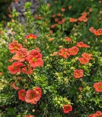Attēlu rezultāti vaicājumam “Pentaphylloides fruticosa flower”