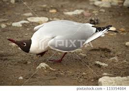 Image result for Chroicocephalus ridibundus