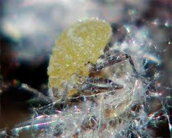 Attēlu rezultāti vaicājumam “Prociphilus xylostei”